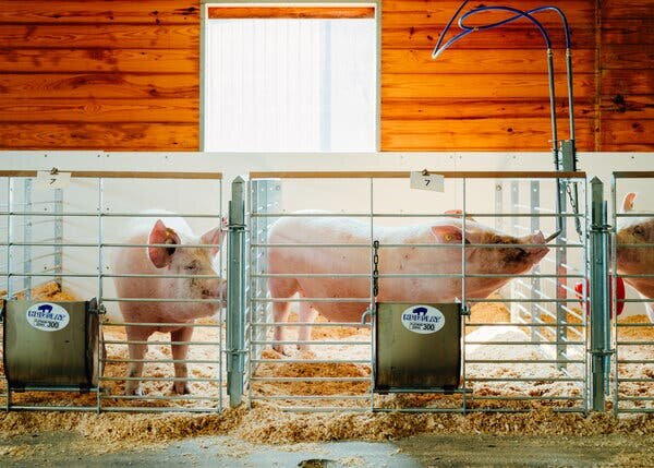 Беременные свиньи в eGenesis. «Они самые избалованные свиньи на свете», — сказал один из их смотрителей.Фото...Кевин Серна для The New York TimesИзображение