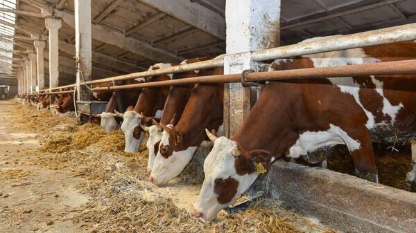    © Photo : Telegram / Сергей Меняйло