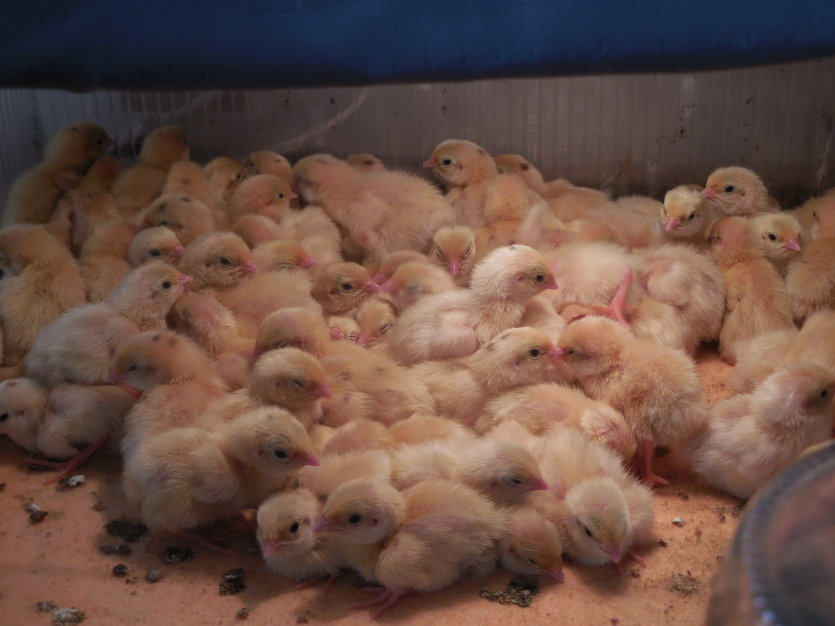 Малышам двое суток