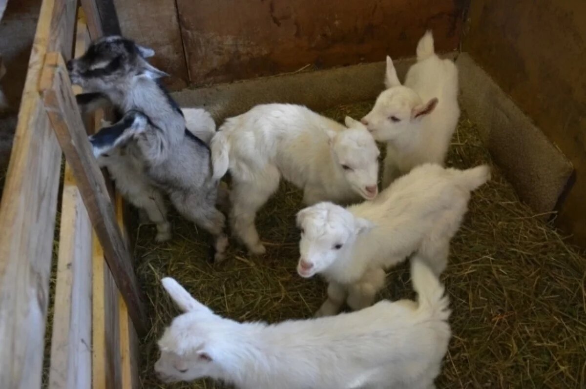   В Башкирии коза родила семерых козлят и поставила рекорд страны