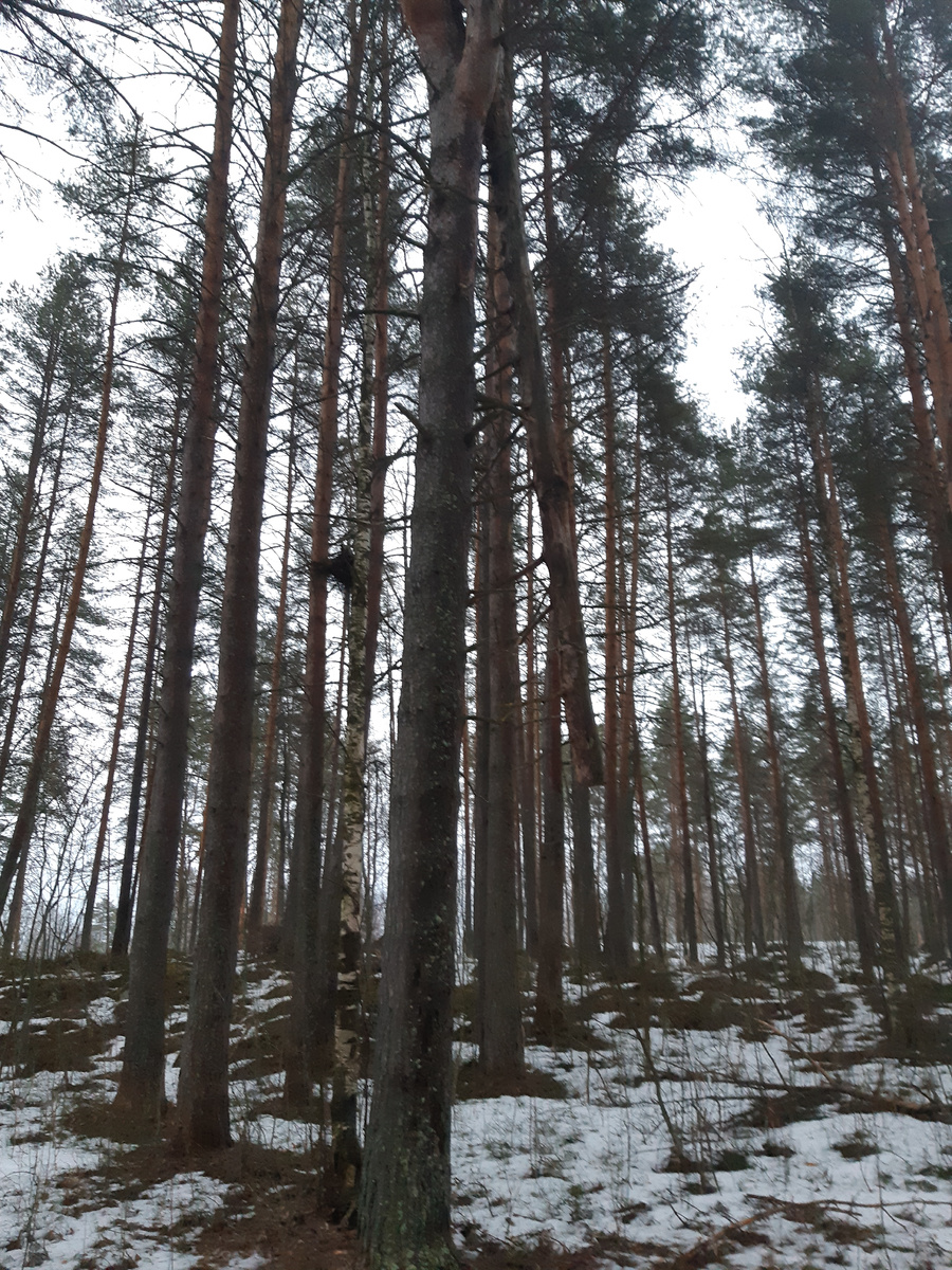 Сломанная сосна висит в воздухе, за ней гнездо вороны.