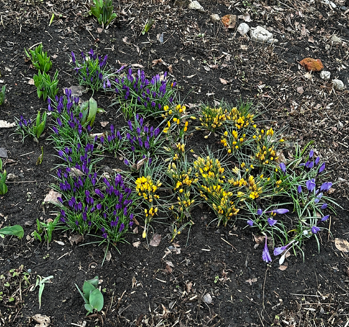 Какая невероятная сила заложена в этих нежных созданиях
