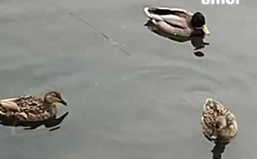    Источник фото: Amur Mash