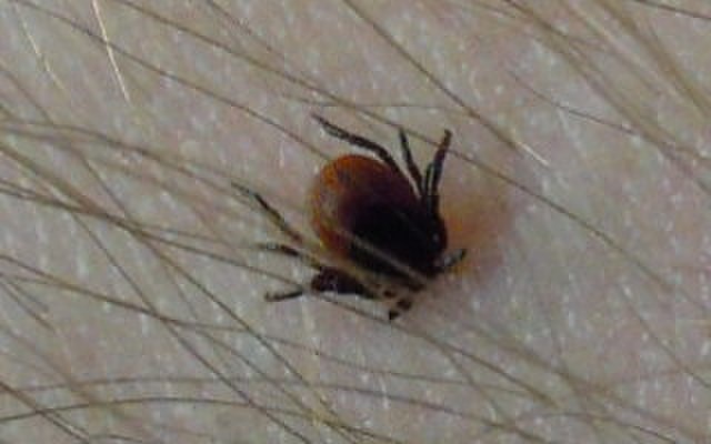    Фото: pixabay.com