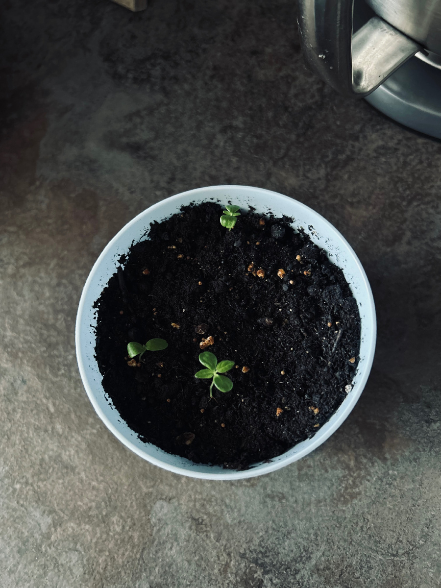 Фотография автора канала. Наш инжир❤️.