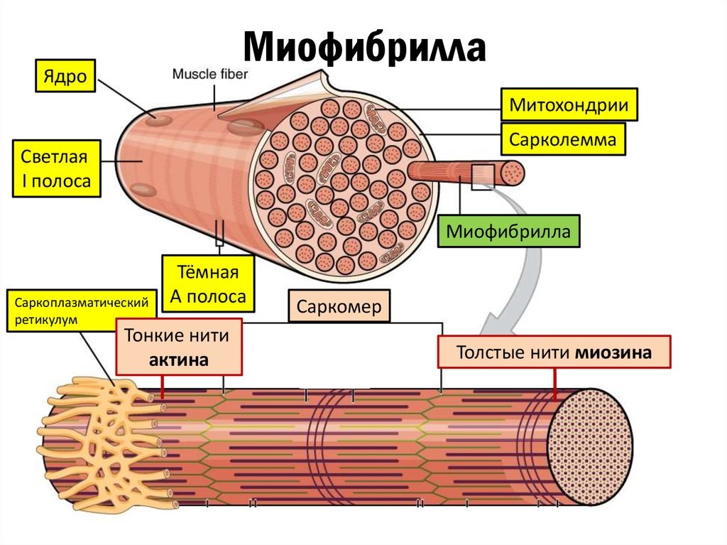 строение мышечного волокна