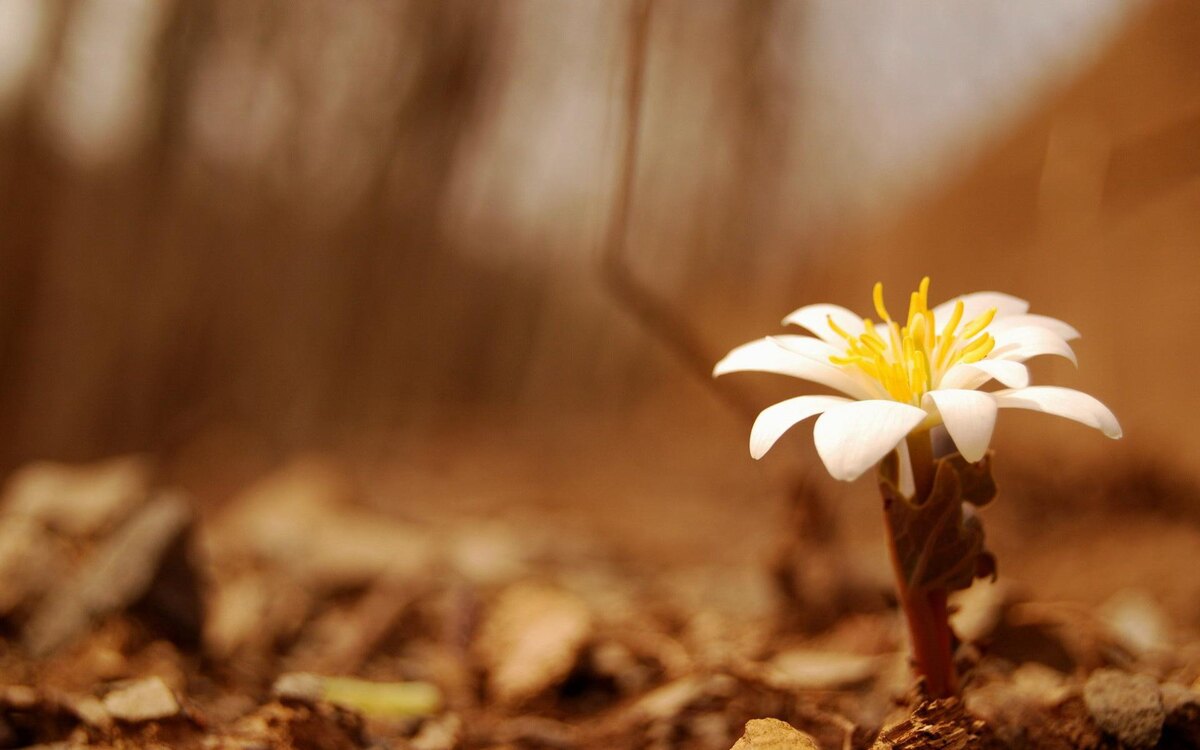 Наверное, это сангвинария