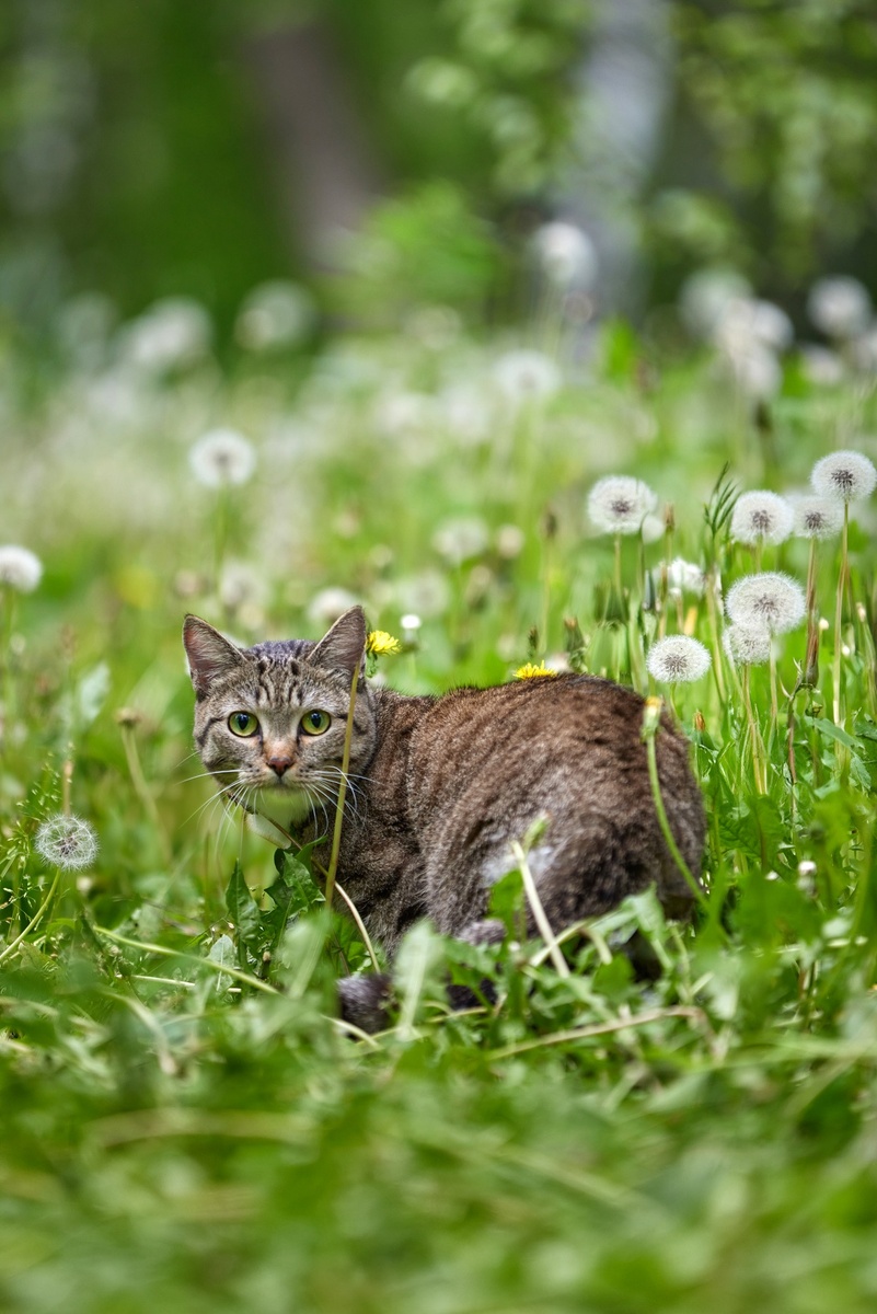 Я - кошка, гуляю, где вздумаетеся, и клещей не боюсь, потому что мой двуногий меня защитит