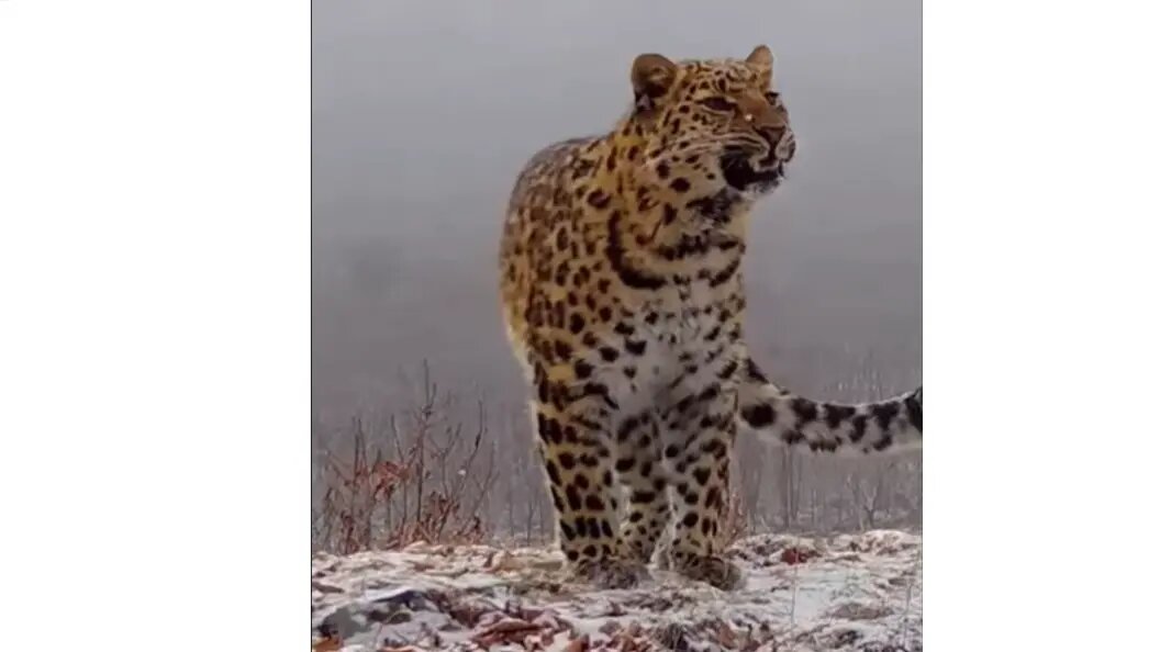    фото: скриншот видео нацпарка "Земля леопарда"