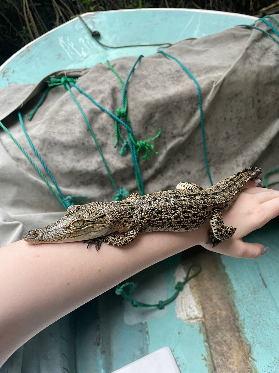 Личный архив (Шри-Ланкийский житель не ведется на эмоциональные качели: он красив, устойчив и "в моменте")