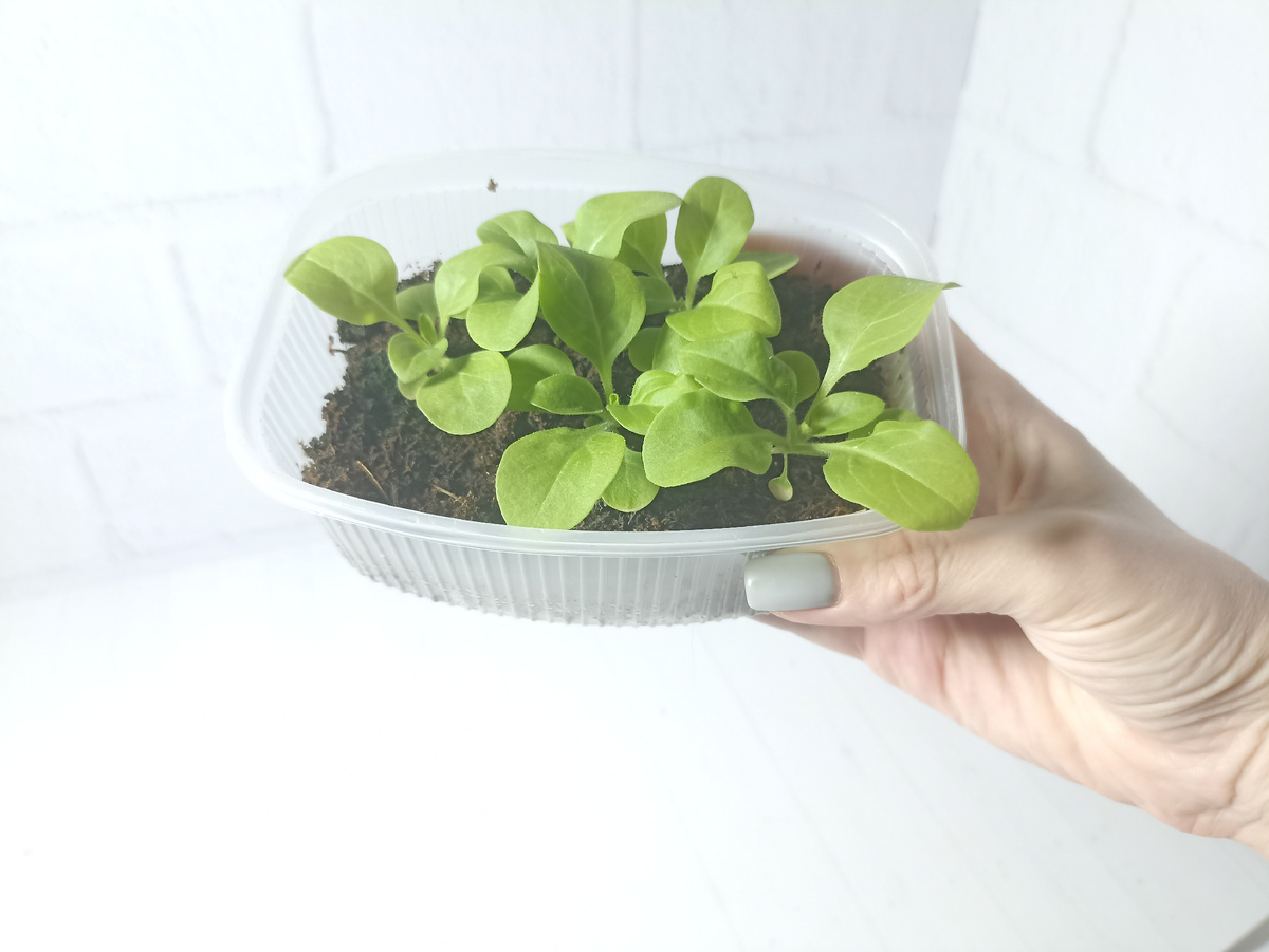 Петуния 25 марта