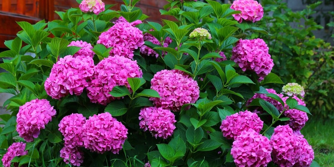 Весенние подкормки для гортензий: делают побеги крепким, листья сочными, а цветение обильным