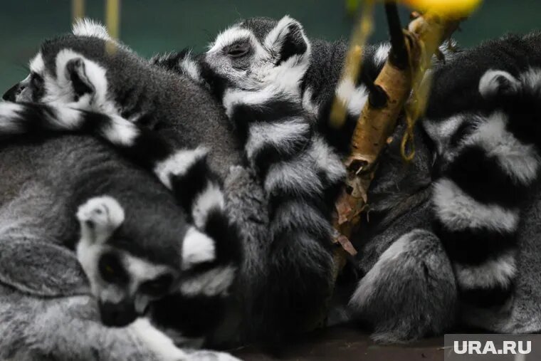 Это третье поколение лемуров, которое родилось в тюменском центре. Фото: Владимир Жабриков © URA.RU