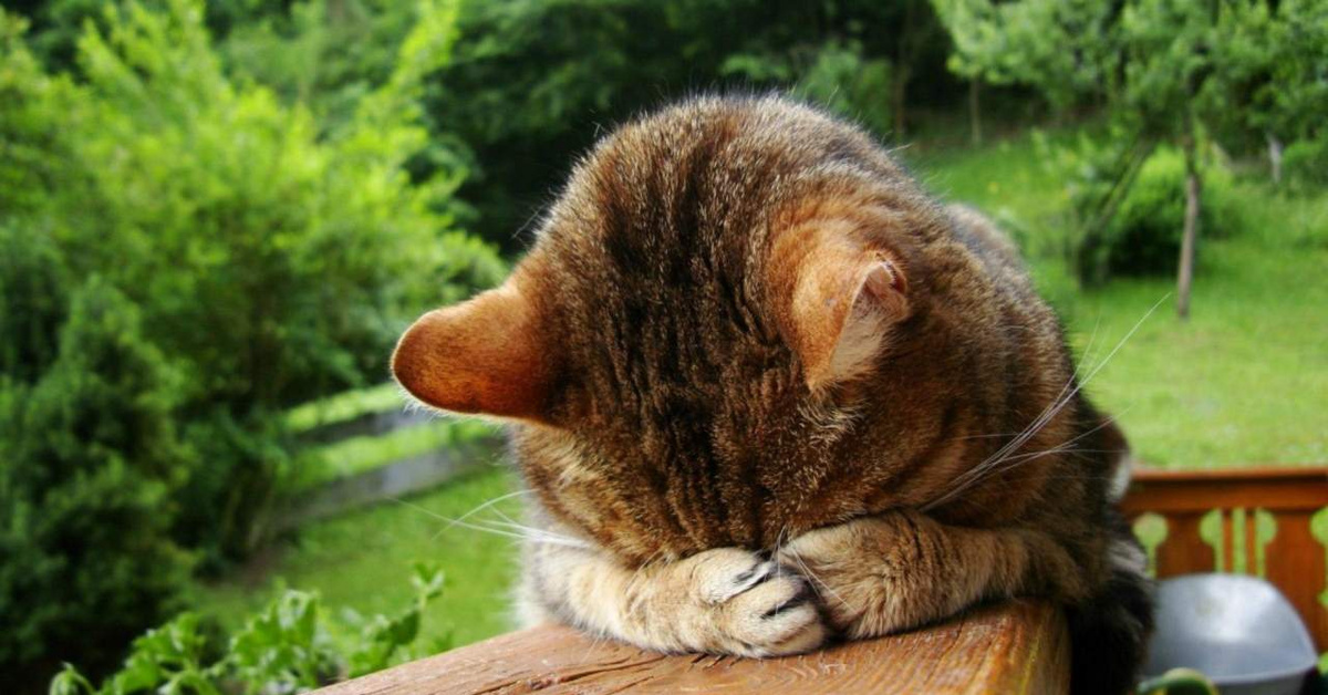 Виноватый кот. Яндекс картинки