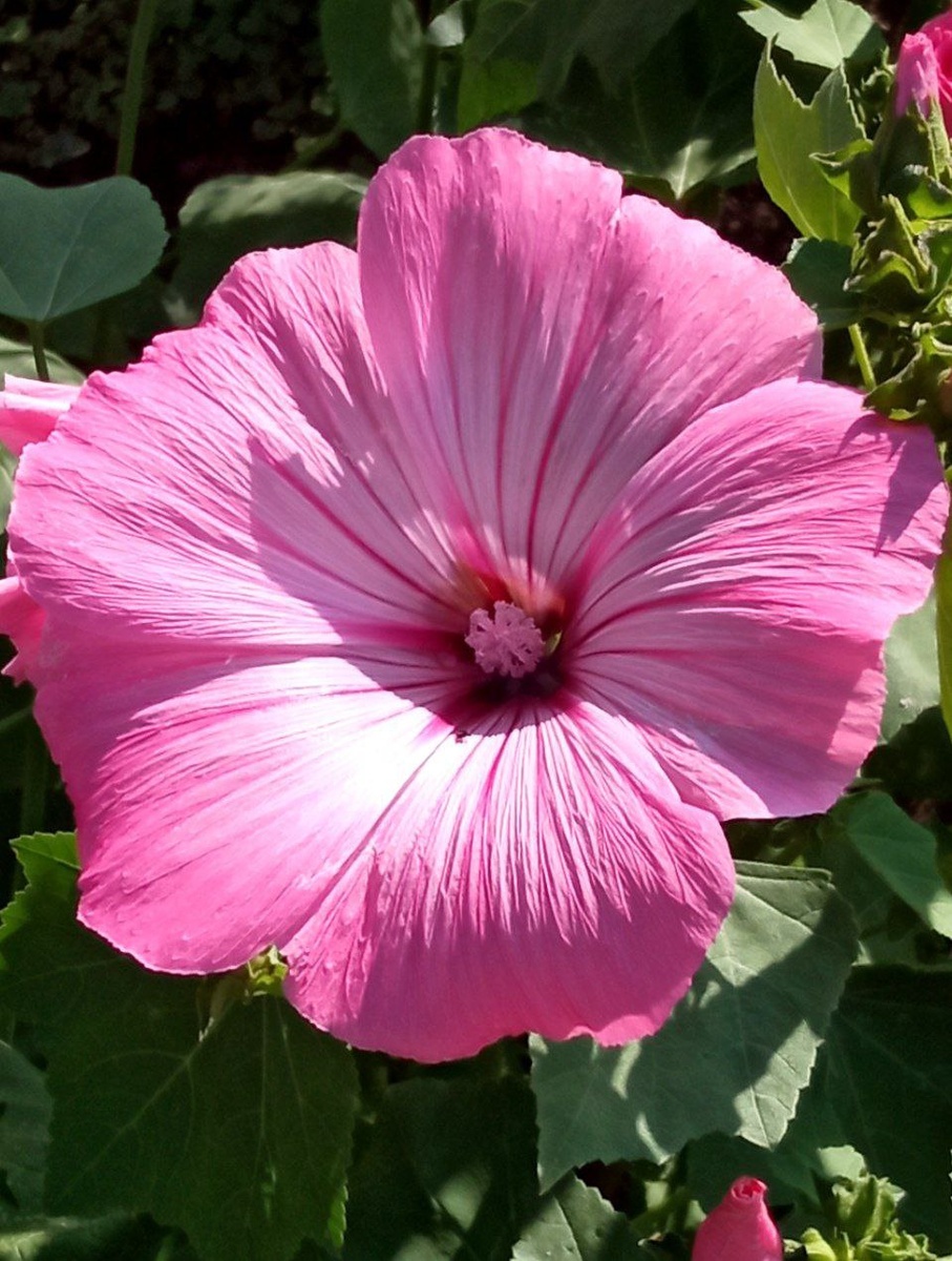 Лаватера трёхмесячная. Фото автора.