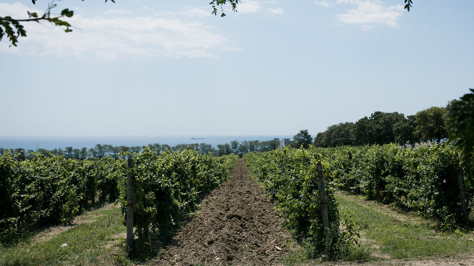 Фото: Алексей Зотов / Коммерсантъ
