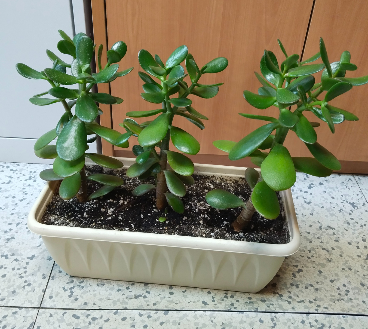 Красавцы ведь:)