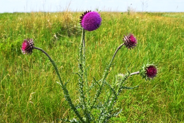 Фото: РИА Новости/Илья Наймушин