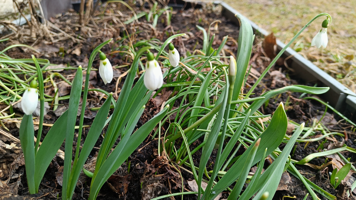 Подснежники