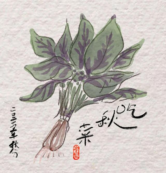 Его  также называют весенней зеленой полынью. Источник изображения: baidu.com.