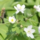  📷Штраф до 1260 рублей. Составили список первоцветов, за сбор которых белорусов могут наказать