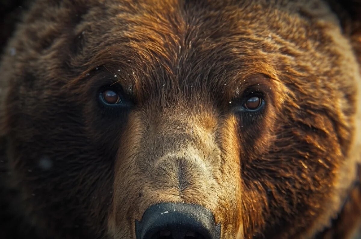    В Татарстане разрешили охотиться на медведей