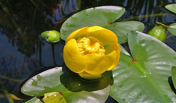 Стихи для родителей