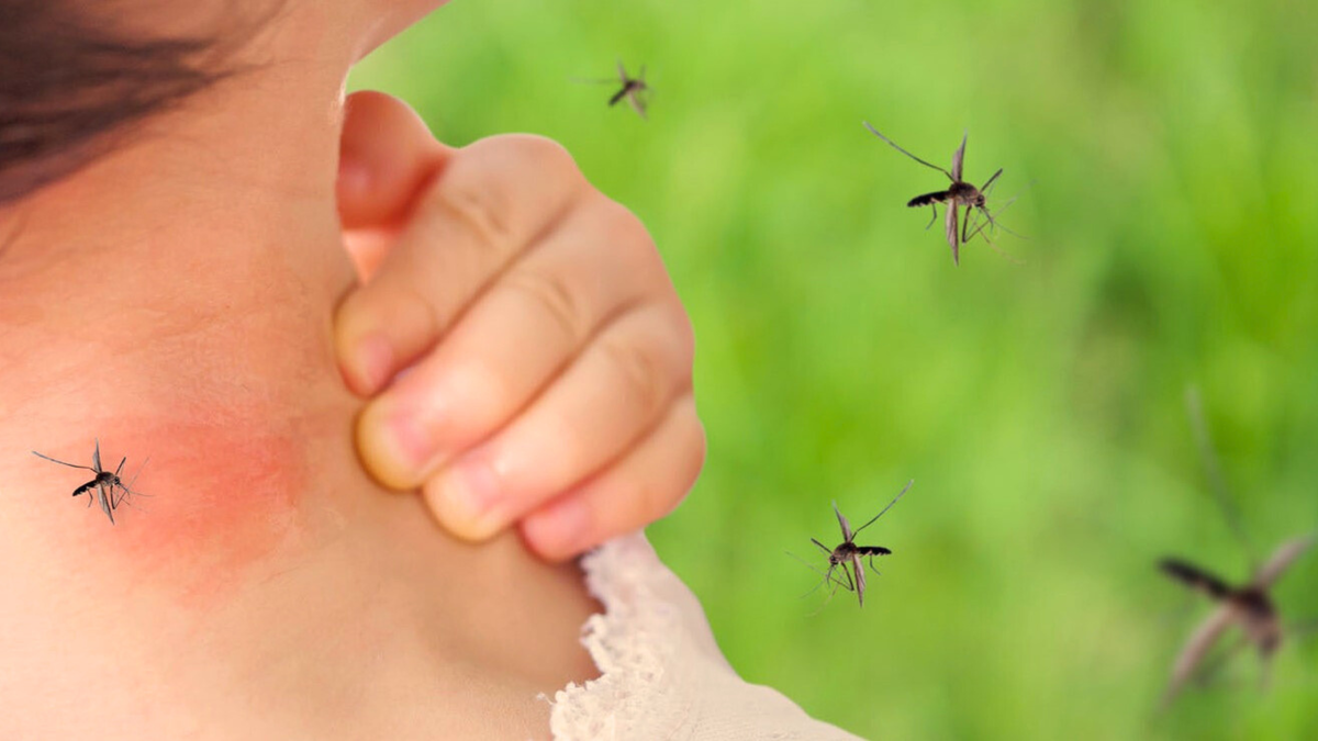 Komary na dachnom uchastke, kak ot nikh izbavit'sya