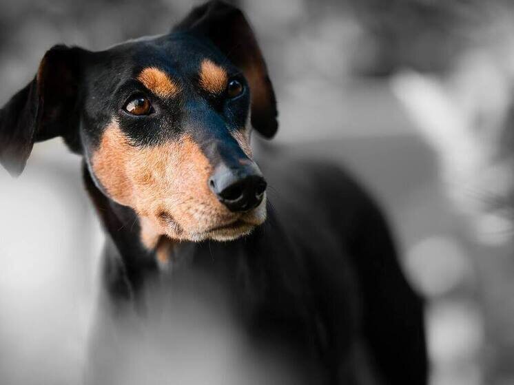     Фото:pixabay.com