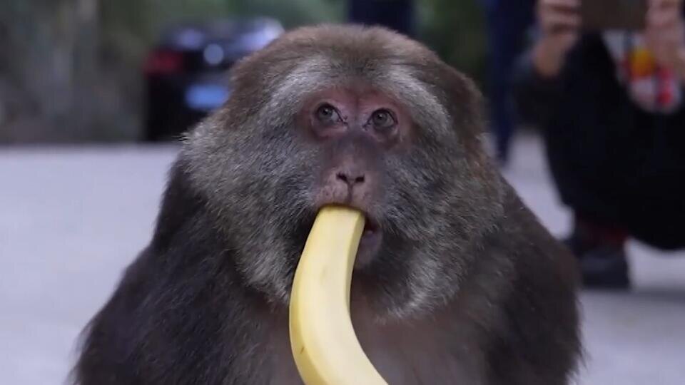 Фото: © Кадр из программы "Невероятно интересные истории", РЕН ТВ