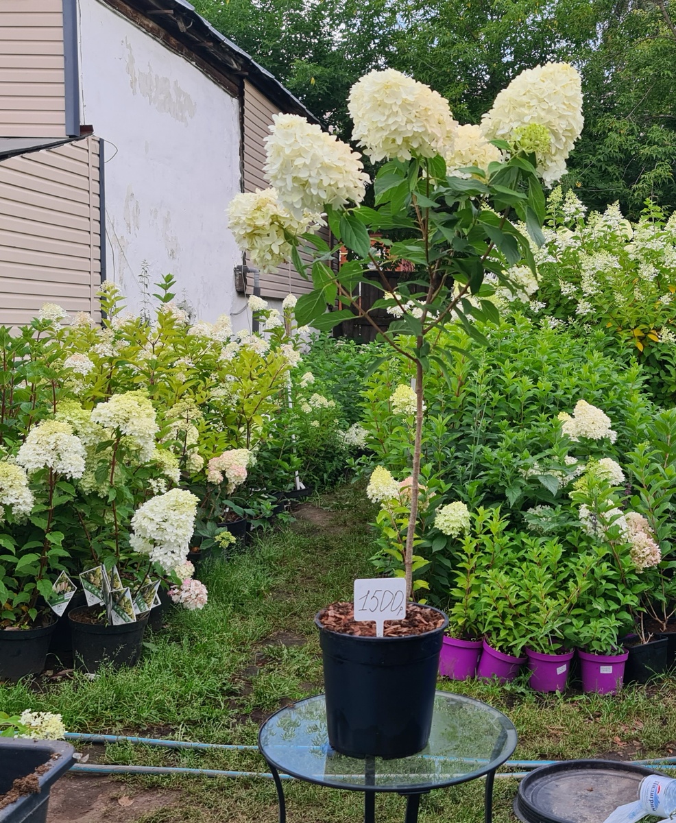 Из Скайфолла получаются отличные штамбы