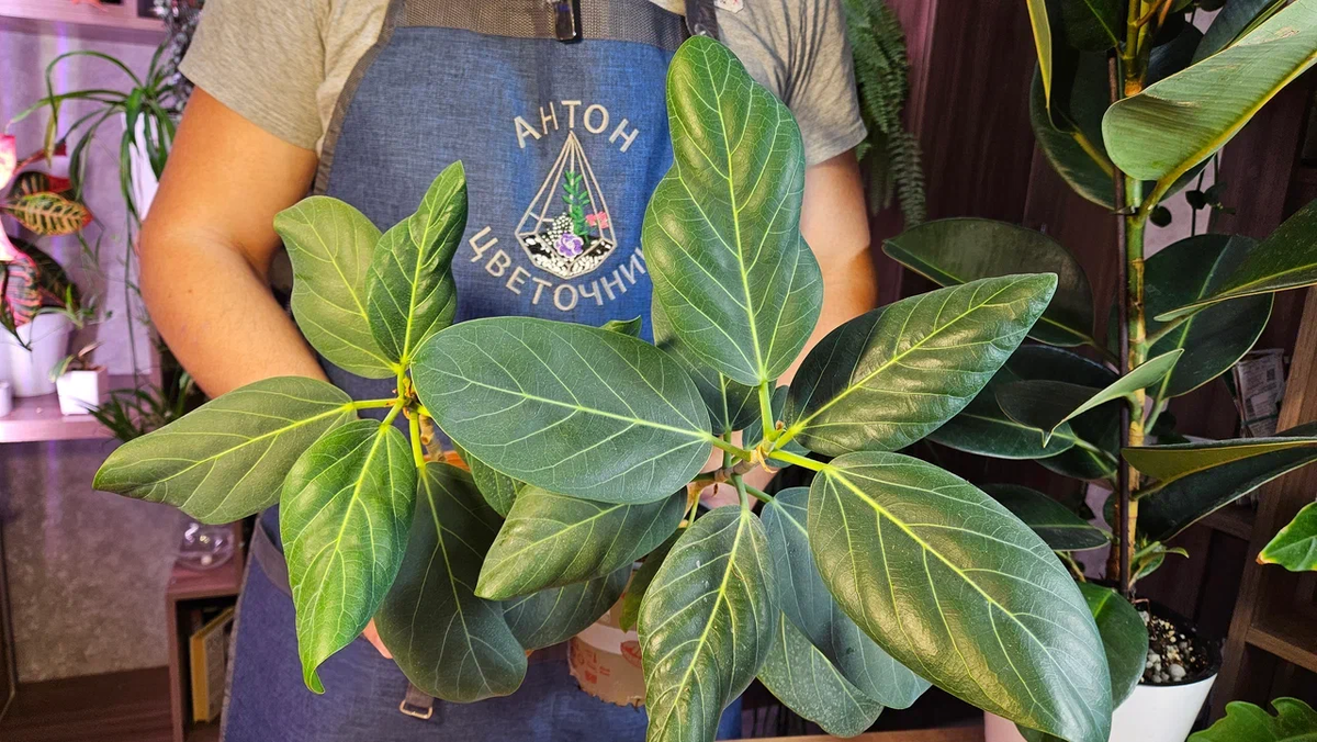 Два фикуса - это вам не один