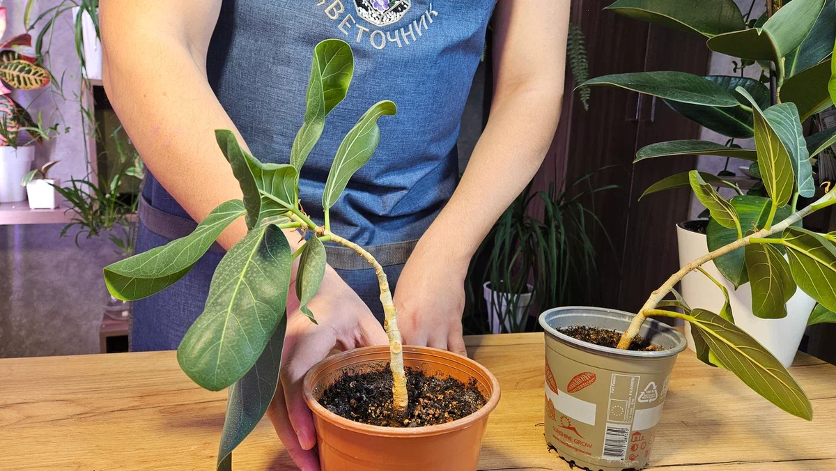 Боковая досветка сделала фикусы "горбатыми"