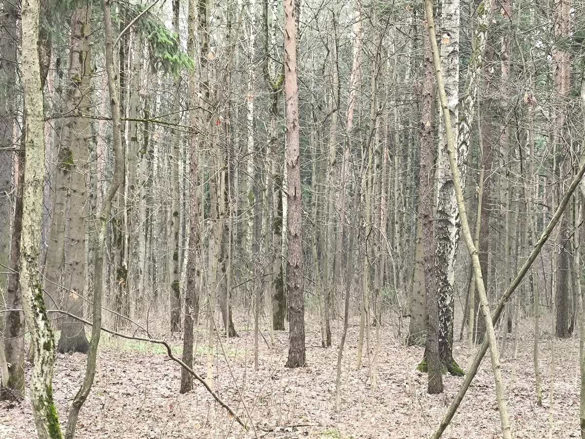 Фото сделано автором без применения искусственного интеллекта