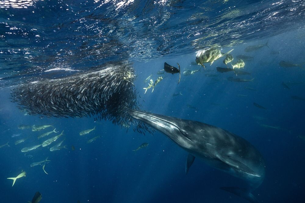 Фотографии присланные в этом году на конкурс 35award в отборе авторство не указывается