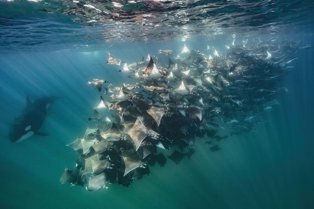 Фотографии присланные в этом году на конкурс 35award в отборе авторство не указывается