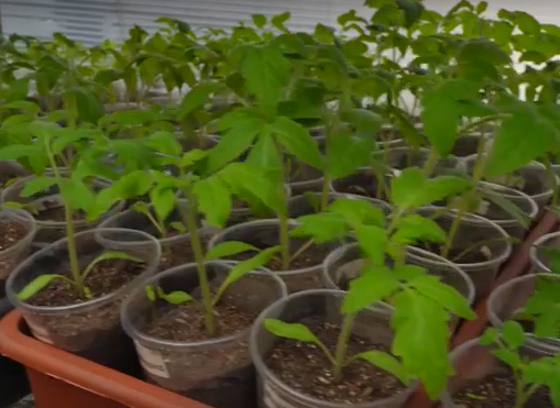     На юге края огородники разбили на подоконниках грядки