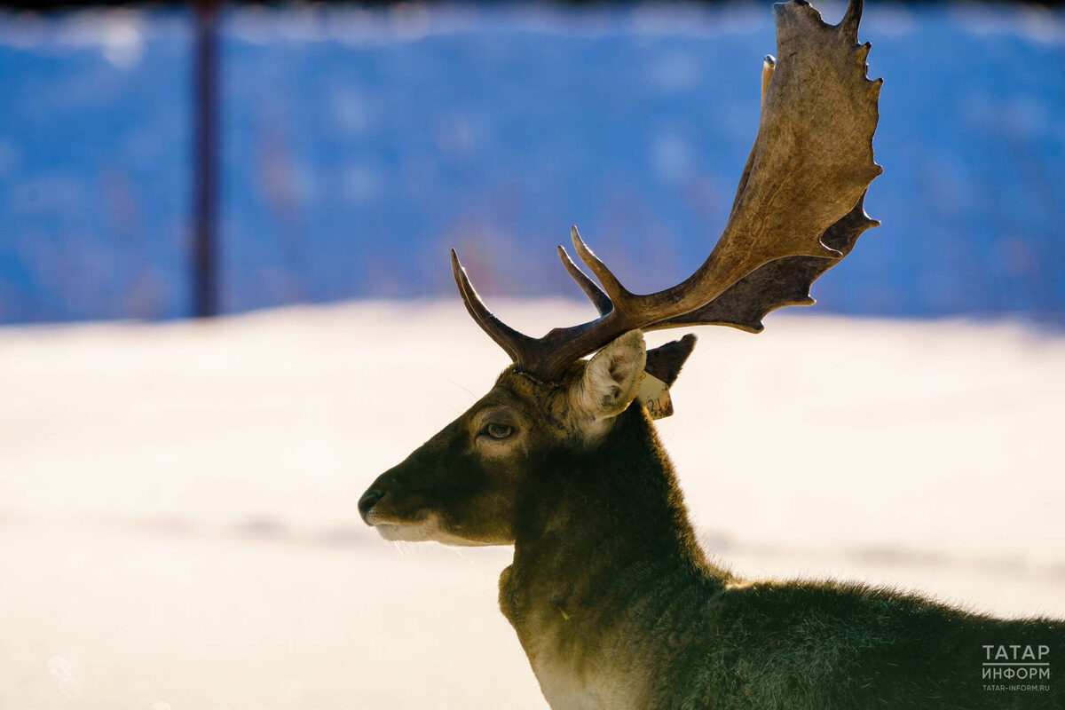Фото: © Салават Камалетдинов / «Татар-информ»