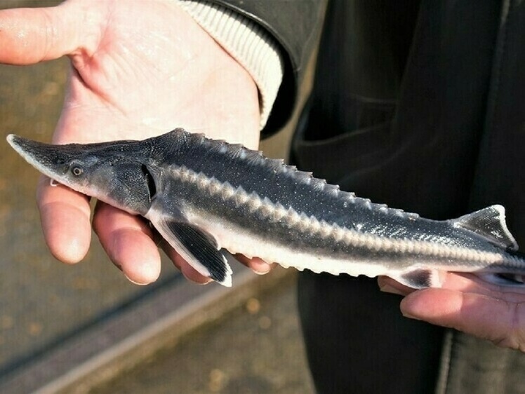     Фото: Администрация Краснодарского края