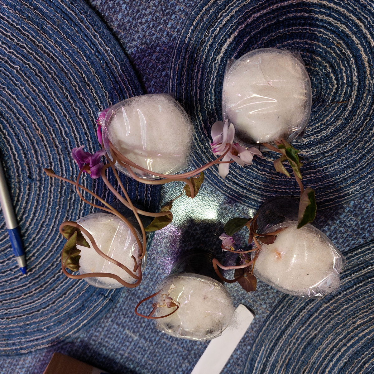 Такими цикламены приехали осенью