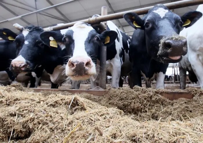     © РИА Новости. Виталий Белоусов