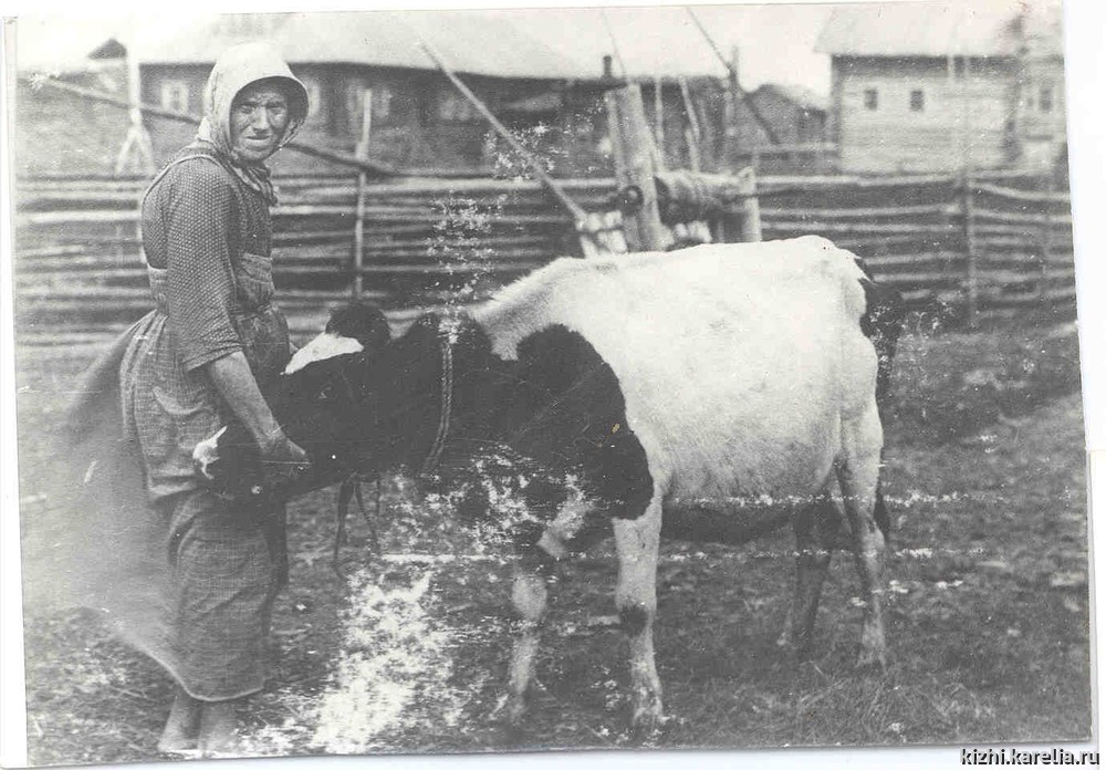 Хозяйка с коровой (начало ХХ века). Фото сделано не в Капканах, а в Олонецкой губернии (неподалеку от Петрозаводска)