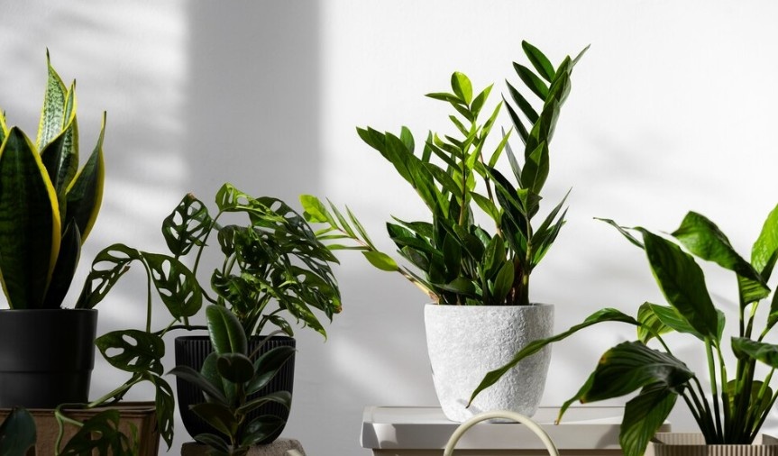 Фото: Яндекс Картинки