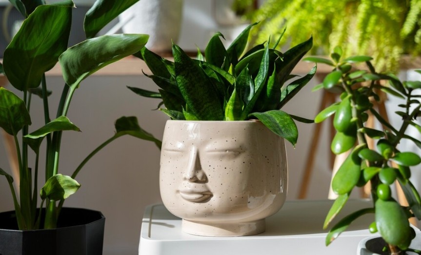 Фото: Яндекс Картинки