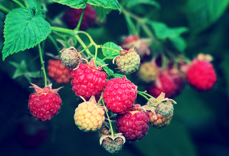 А как кусты обрезаете?