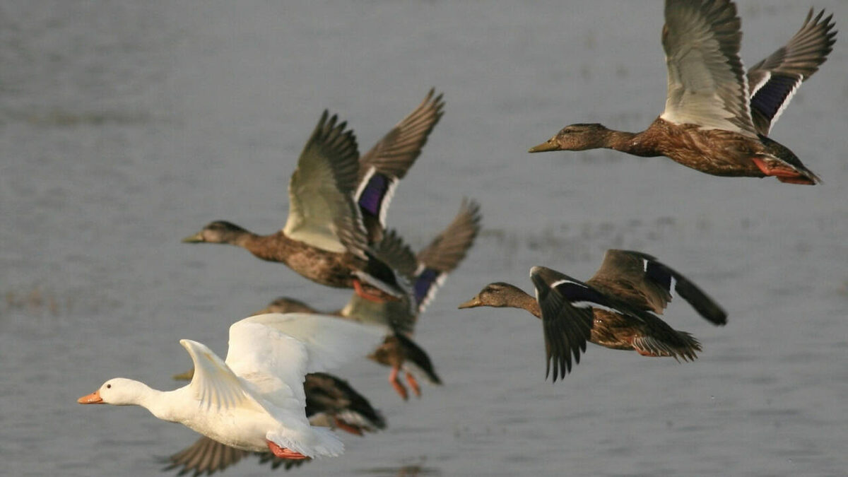 Фото: пресс-служба Госкомитета РТ по биоресурсам