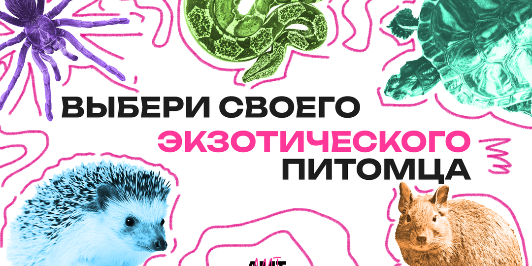 Как решиться на первого экзотического питомца?