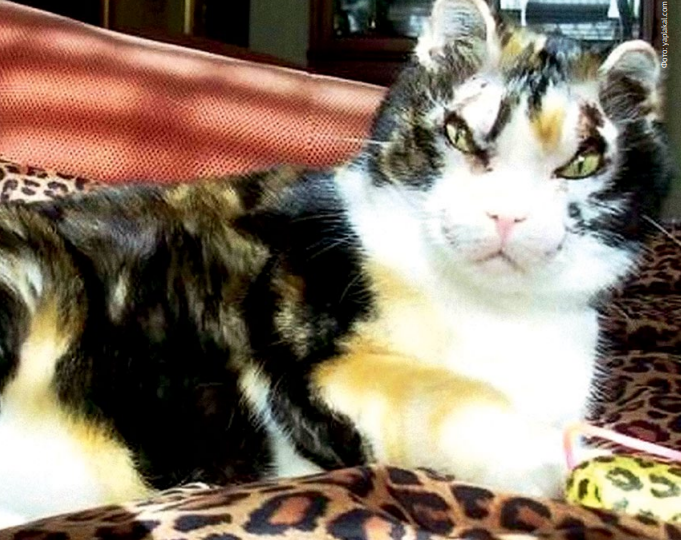 Кошка Скарлетт – Мама с большой буквы