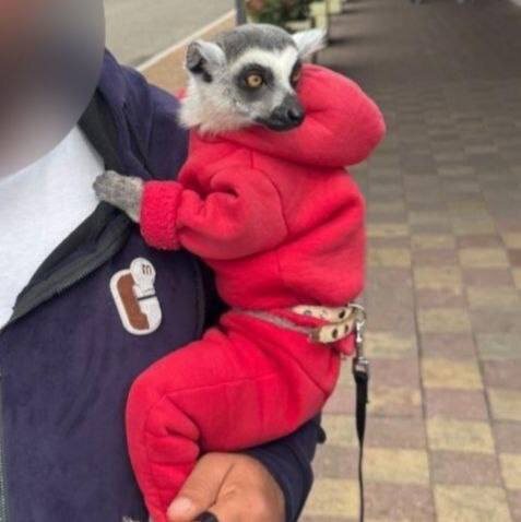 Фото: Telegram/Полиция Сочи  📷
