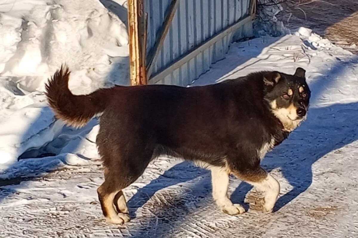    Суд заставил приют убрать бродячих собак из садового товарищества в Перми